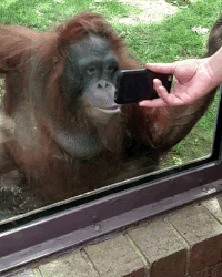 Detail Orang Utan Animasi Nomer 45