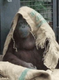 Detail Orang Utan Animasi Nomer 50
