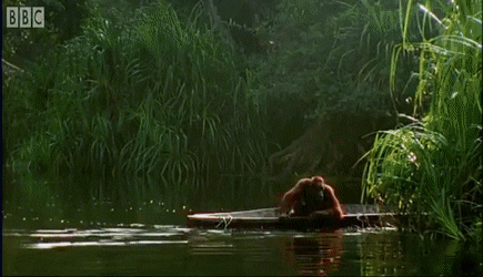Detail Orang Utan Animasi Nomer 51
