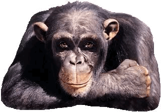 Detail Orang Utan Animasi Nomer 8