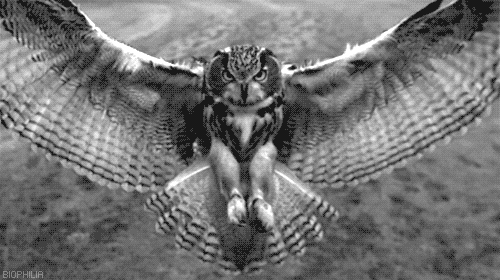 Detail Owl Gif Nomer 19