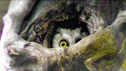 Detail Owl Gif Nomer 39