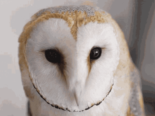 Detail Owl Gif Nomer 6
