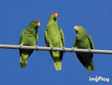 Detail Parrot Animated Gif Nomer 14