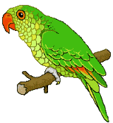 Detail Parrot Animated Gif Nomer 9