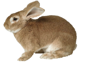 Rabbit Animasi - KibrisPDR