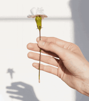 Detail Resize Animated Gif Nomer 2