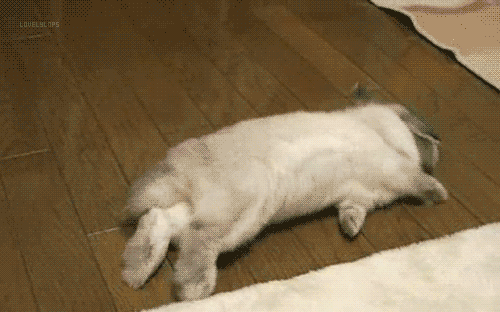 Detail Rolling On The Floor Gif Nomer 58