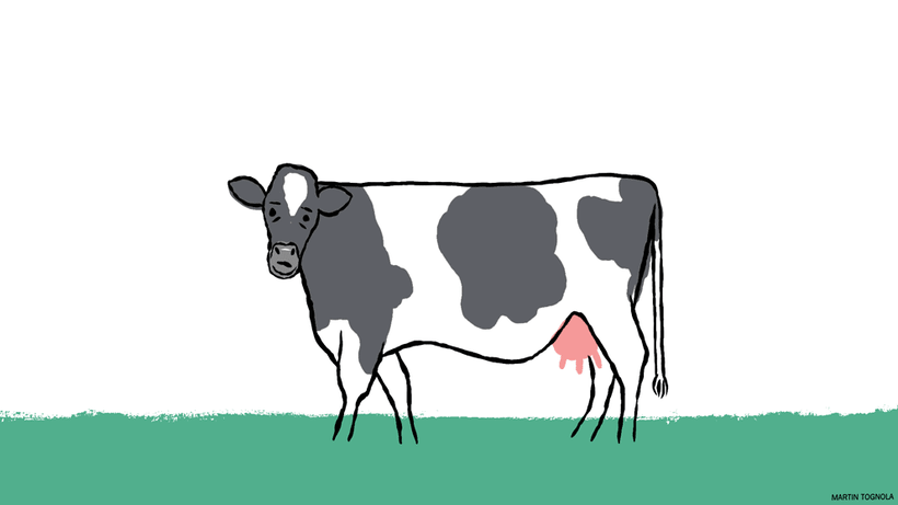 Detail Sapi Animasi Nomer 43