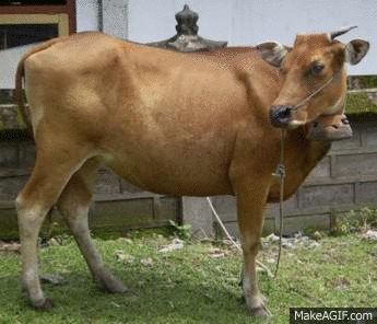 Detail Sapi Gif Nomer 2