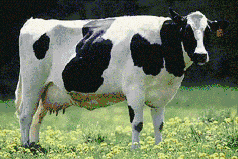 Detail Sapi Gif Nomer 15