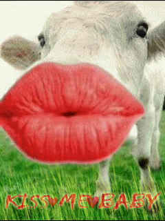 Detail Sapi Gif Nomer 19