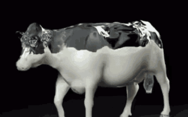 Detail Sapi Gif Nomer 20