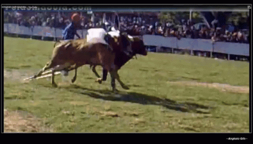 Detail Sapi Gif Nomer 22