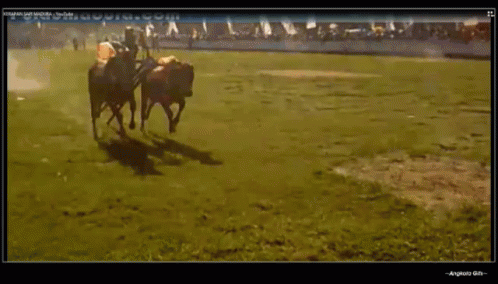 Detail Sapi Gif Nomer 24