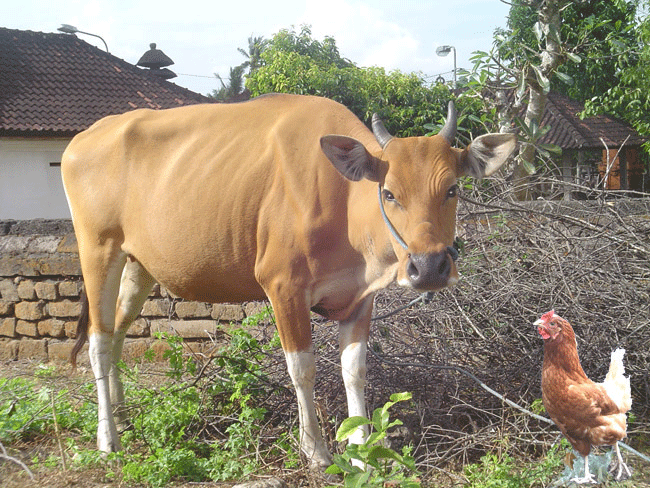 Detail Sapi Gif Nomer 25