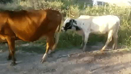 Detail Sapi Gif Nomer 4
