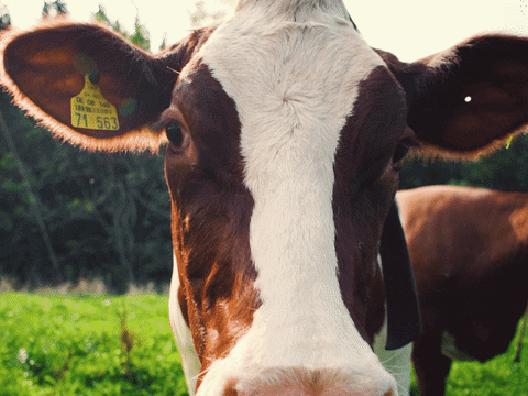 Detail Sapi Gif Nomer 27