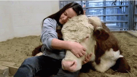 Detail Sapi Gif Nomer 36