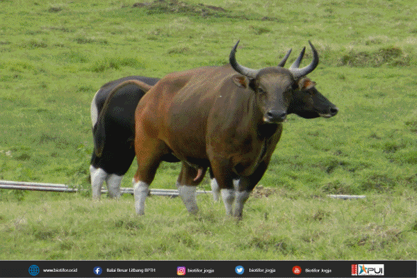 Detail Sapi Gif Nomer 37