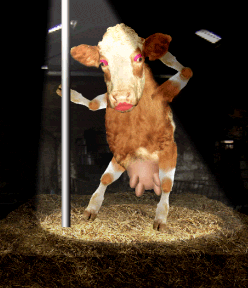Detail Sapi Gif Nomer 41