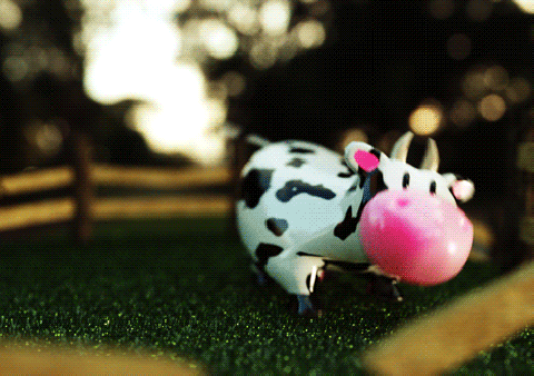 Detail Sapi Gif Nomer 45