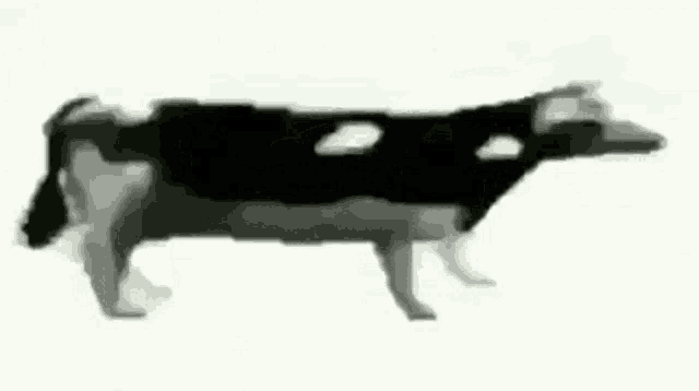 Detail Sapi Gif Nomer 47