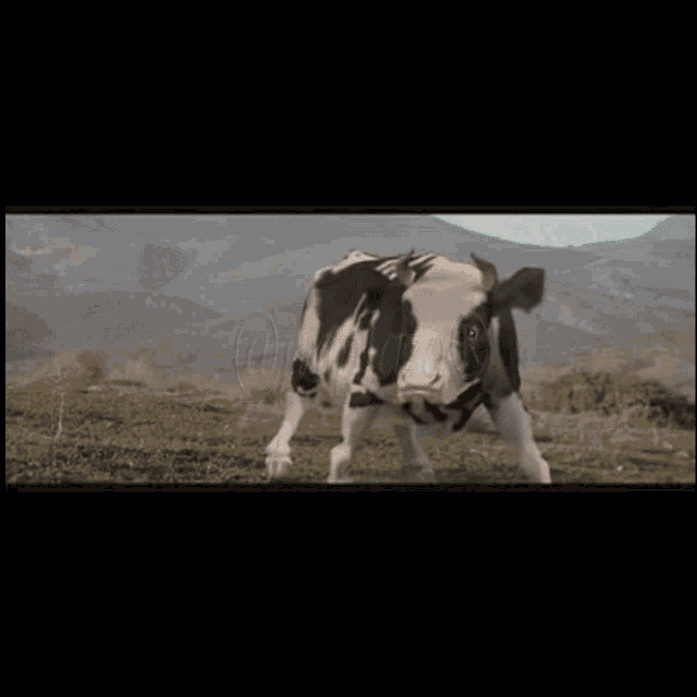 Detail Sapi Gif Nomer 50