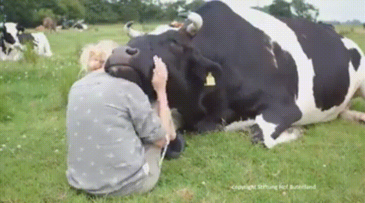 Detail Sapi Gif Nomer 54