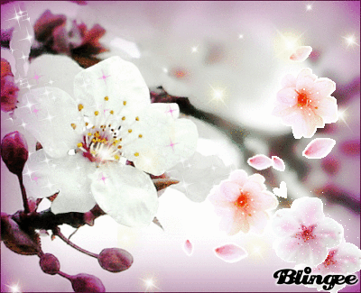 Detail Wallpaper Bunga Sakura Bergerak Nomer 14