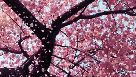 Detail Wallpaper Bunga Sakura Bergerak Nomer 4