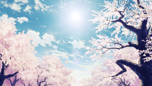 Download Wallpaper Bunga Sakura Gugur Bergerak Nomer 24