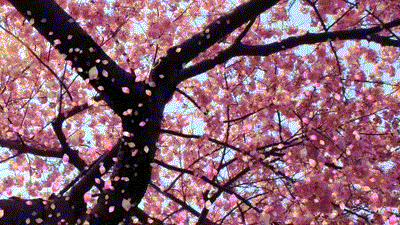 Detail Wallpaper Bunga Sakura Gugur Bergerak Nomer 30