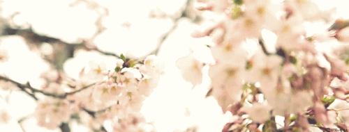 Detail Wallpaper Bunga Sakura Gugur Bergerak Nomer 43
