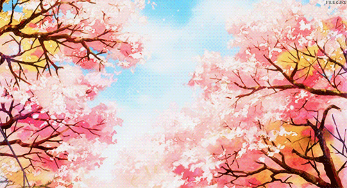 Detail Wallpaper Bunga Sakura Gugur Bergerak Nomer 4