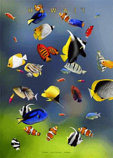 Detail Wallpaper Ikan Koi Bergerak Nomer 30