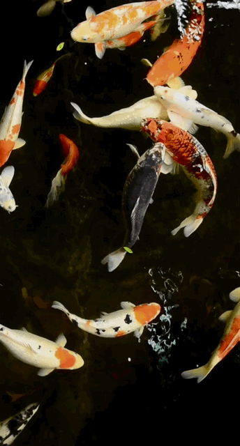 Wallpaper Ikan Koi Bergerak Windows 7 - KibrisPDR