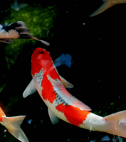 Detail Wallpaper Ikan Koi Bergerak Windows 7 Nomer 11