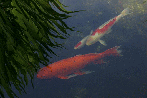 Detail Wallpaper Ikan Koi Bergerak Windows 7 Nomer 13