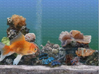 Detail Wallpaper Ikan Koi Bergerak Windows 7 Nomer 14