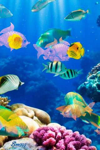 Detail Wallpaper Ikan Koi Bergerak Windows 7 Nomer 19
