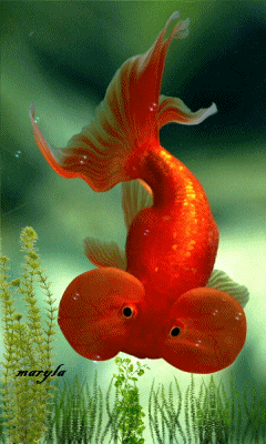 Detail Wallpaper Ikan Koi Bergerak Windows 7 Nomer 20