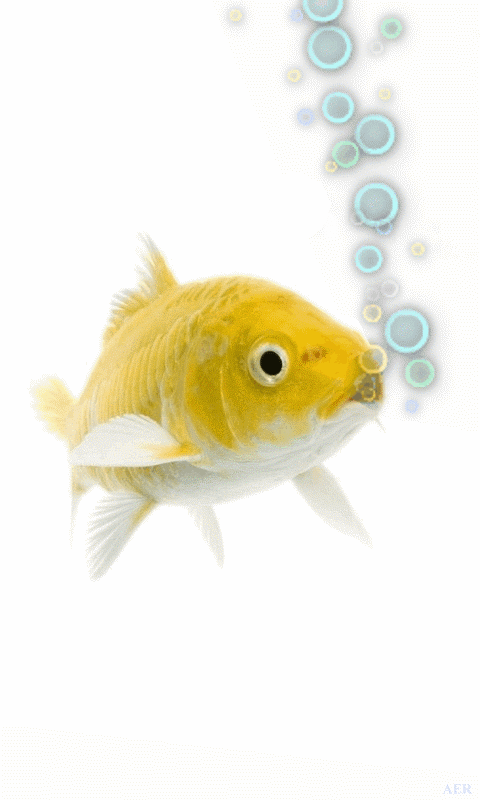 Detail Wallpaper Ikan Koi Bergerak Windows 7 Nomer 21