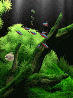 Detail Wallpaper Ikan Koi Bergerak Windows 7 Nomer 23
