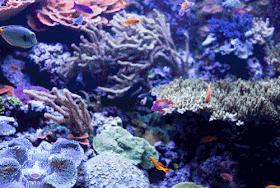 Detail Wallpaper Ikan Koi Bergerak Windows 7 Nomer 24