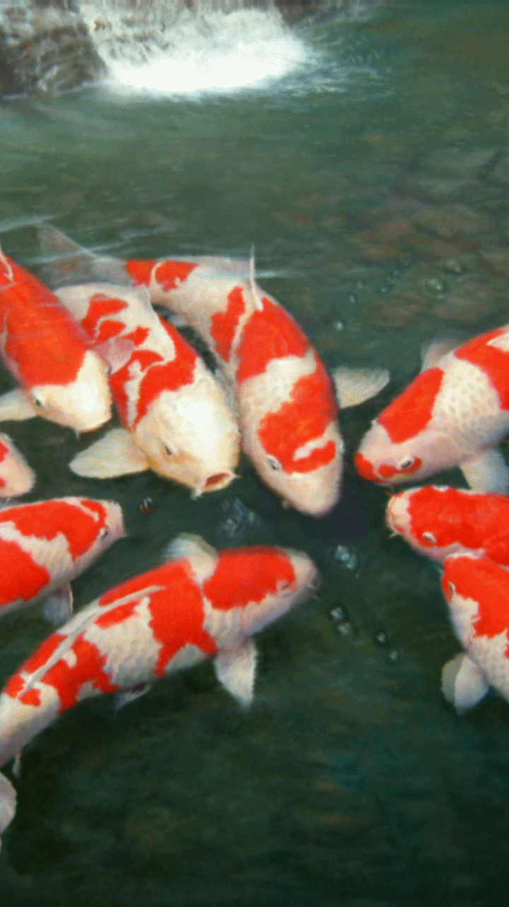 Detail Wallpaper Ikan Koi Bergerak Windows 7 Nomer 27