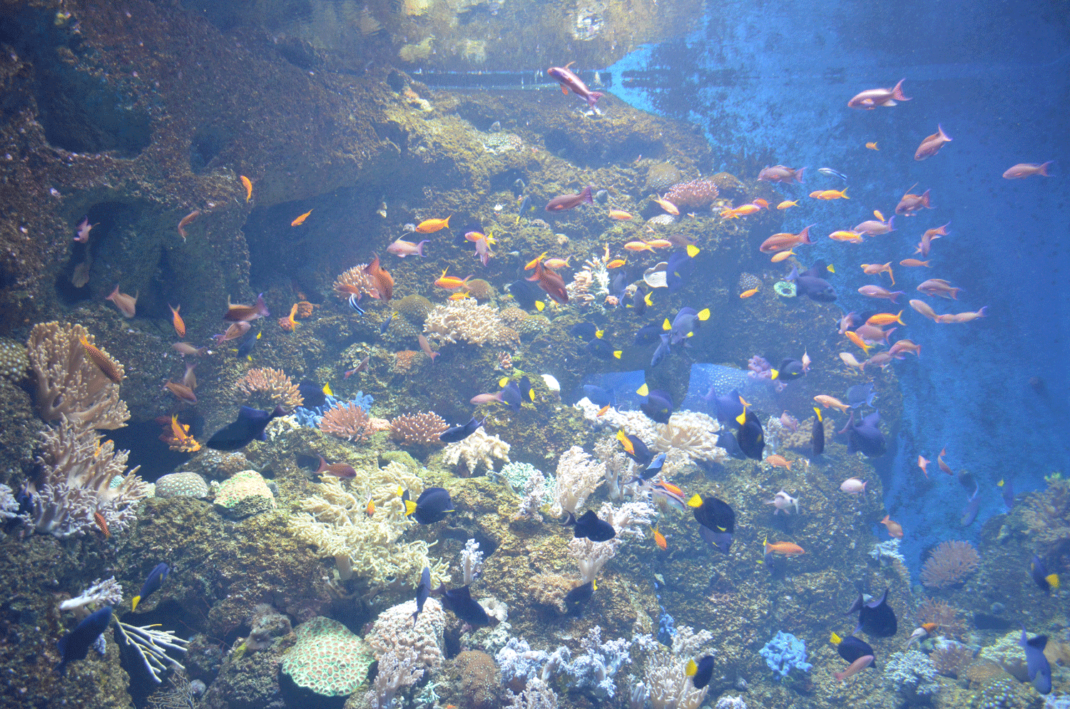 Detail Wallpaper Ikan Koi Bergerak Windows 7 Nomer 28