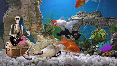 Detail Wallpaper Ikan Koi Bergerak Windows 7 Nomer 30