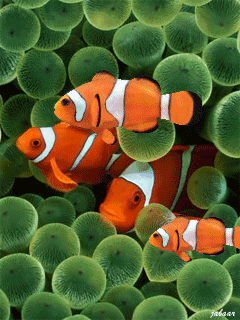Detail Wallpaper Ikan Koi Bergerak Windows 7 Nomer 31