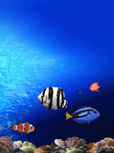 Detail Wallpaper Ikan Koi Bergerak Windows 7 Nomer 35